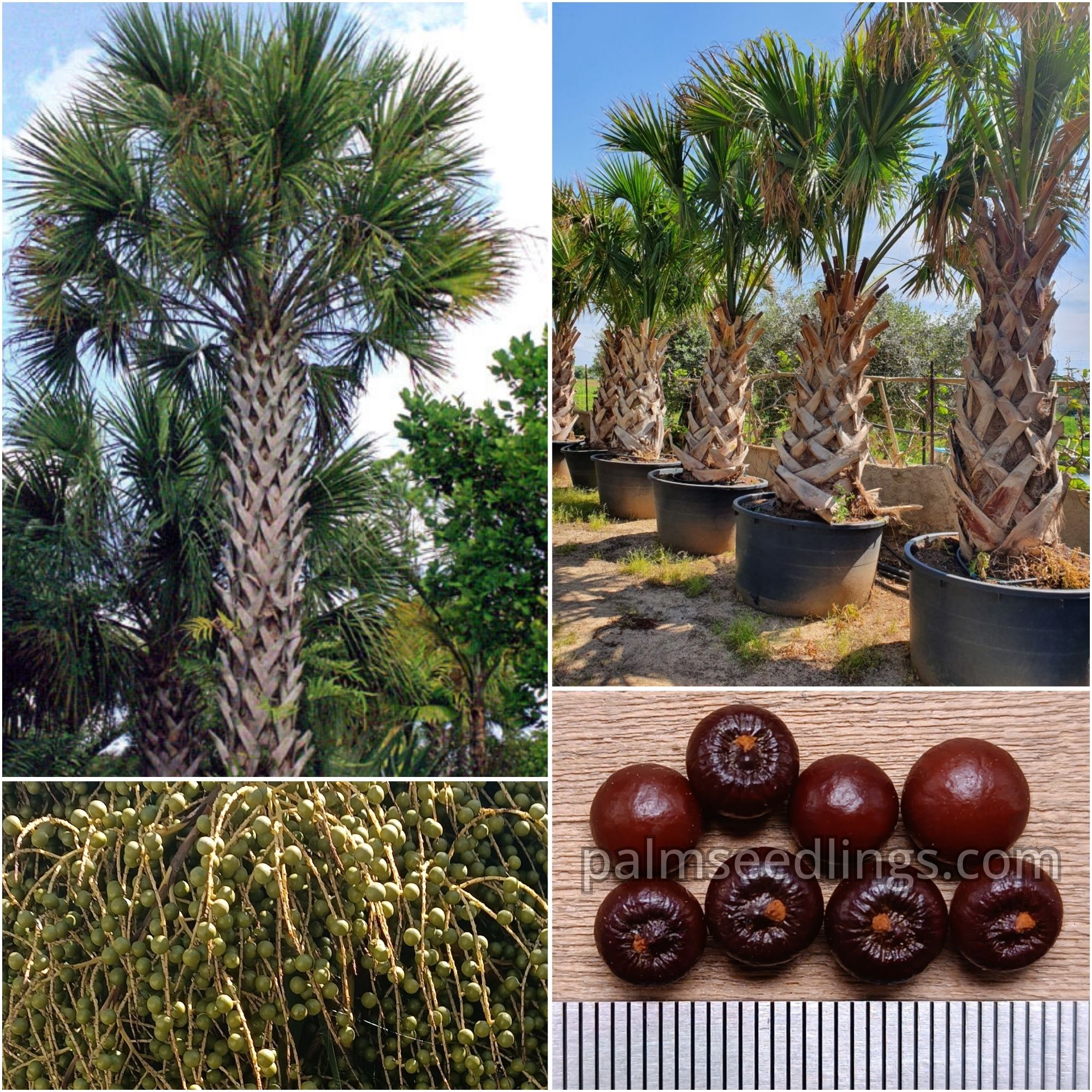 2 Live Rooted Sabal Palmetto Palm Trees - 1 Year Old, 8-12 Inches, Florida Native