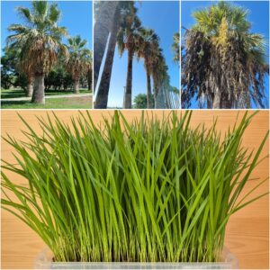 Washingtonia Filifera Seedlings
