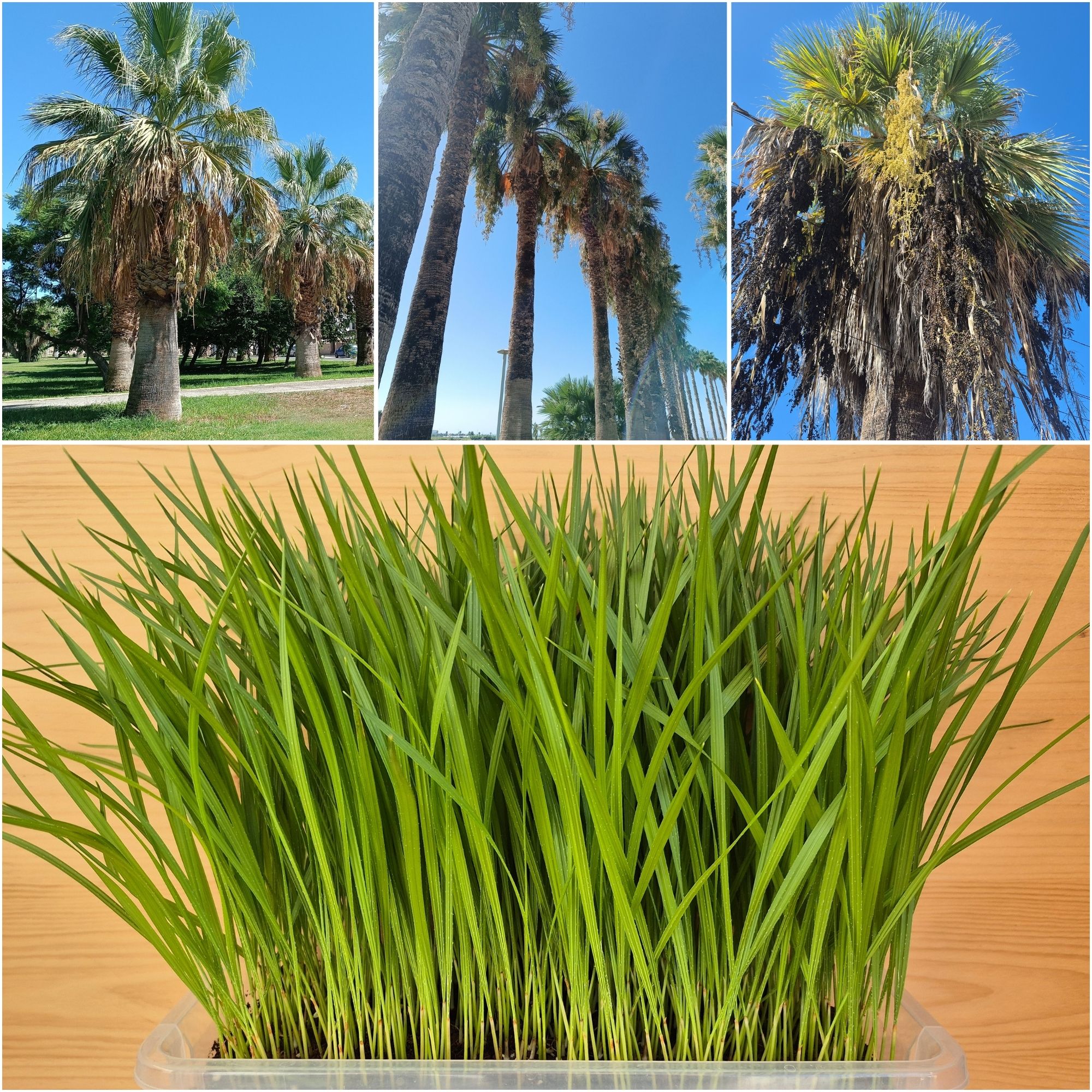 Washingtonia Filifera Seedlings