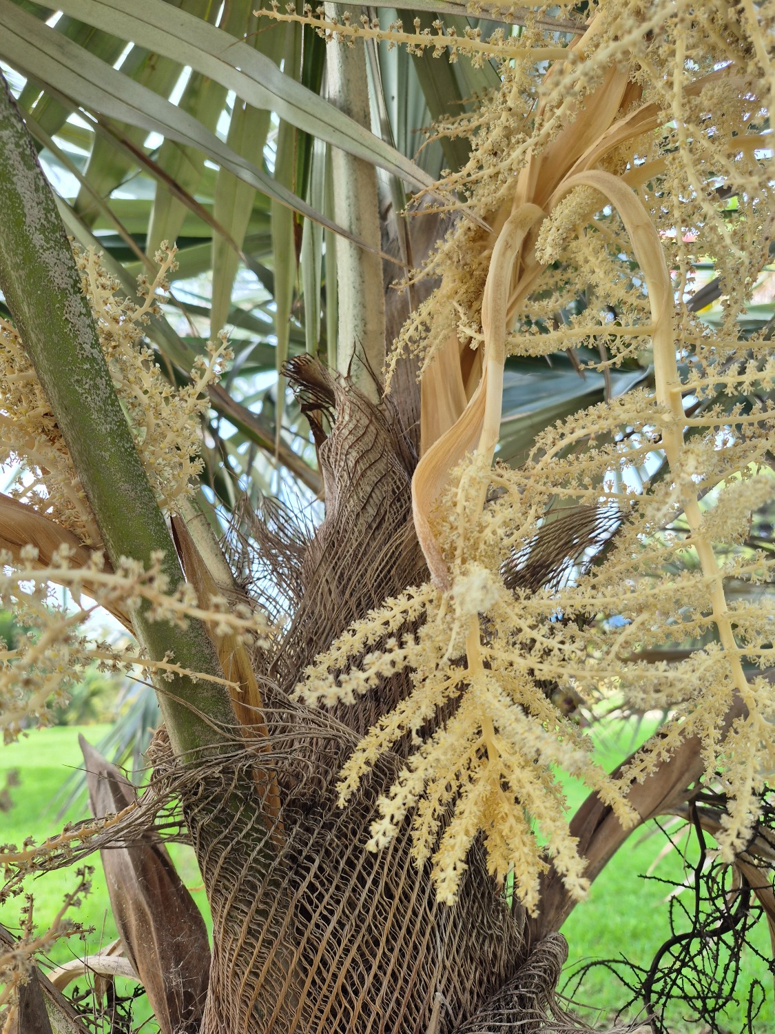 Coccothrinax miraguama