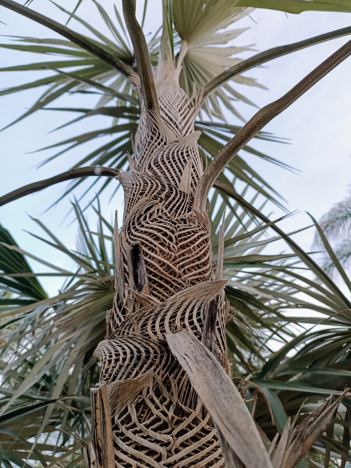 Coccothrinax miraguama