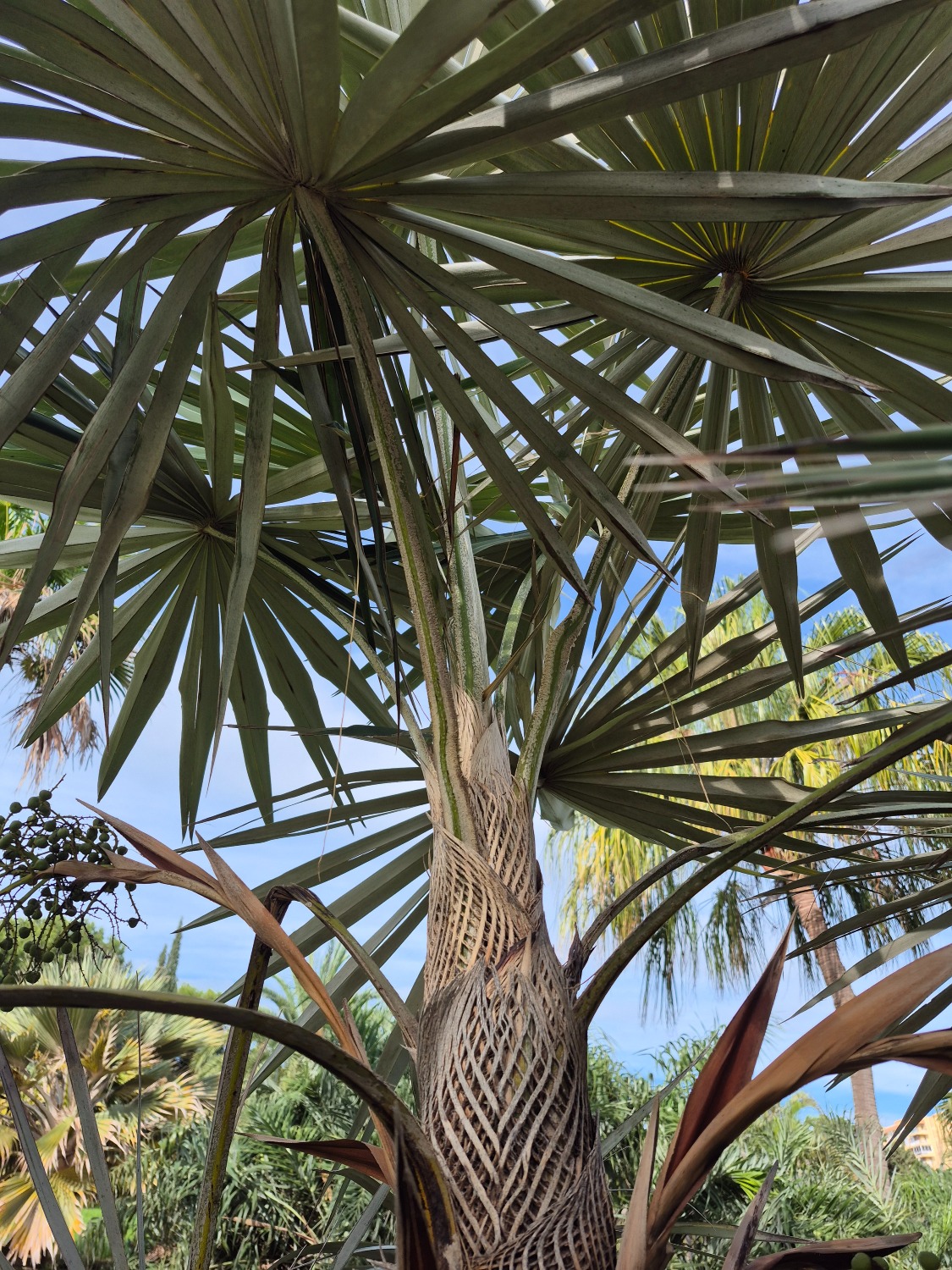 Coccothrinax miraguama