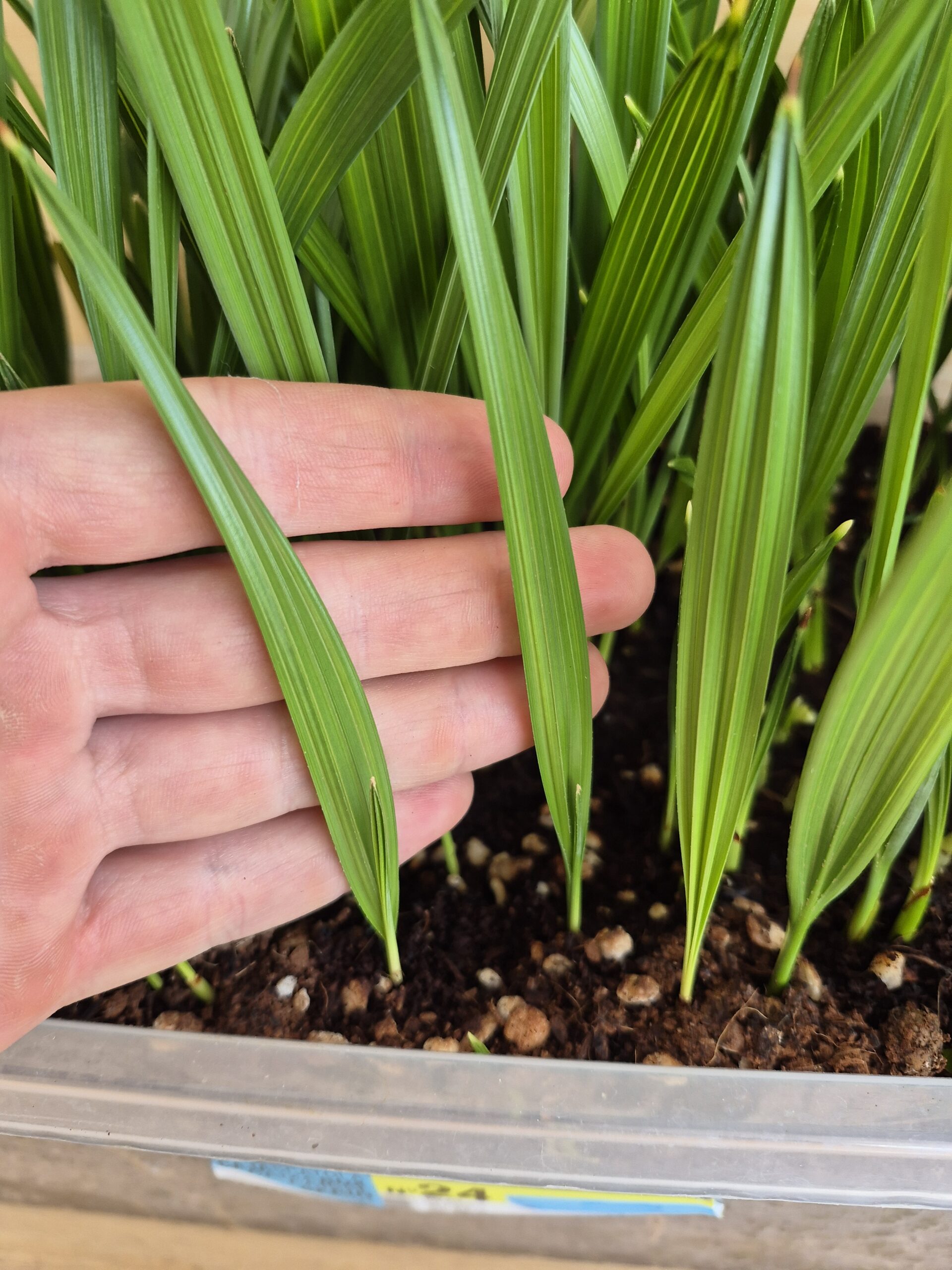 Serenoa repens Seedlings..