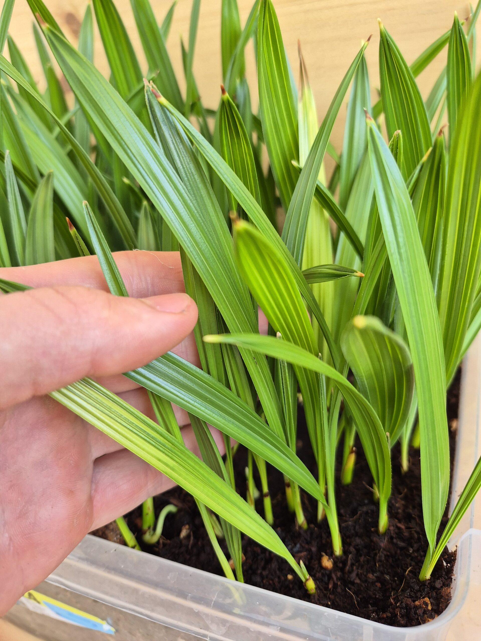 Serenoa repens Seedlings.