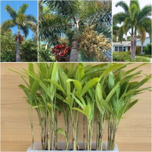 Wodyetia bifurcata Foxtail Palm Seedlings