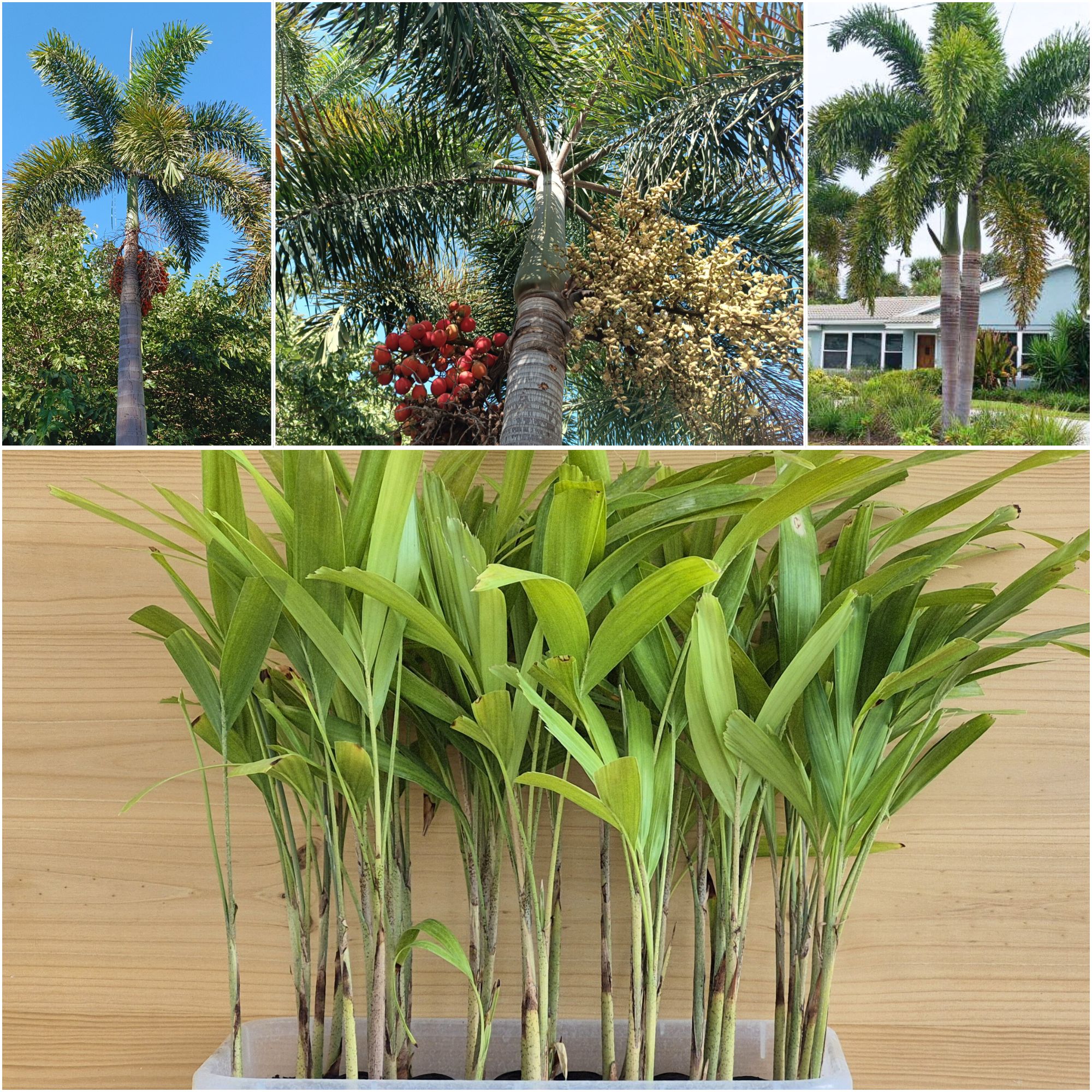 Wodyetia bifurcata Foxtail Palm Seedlings
