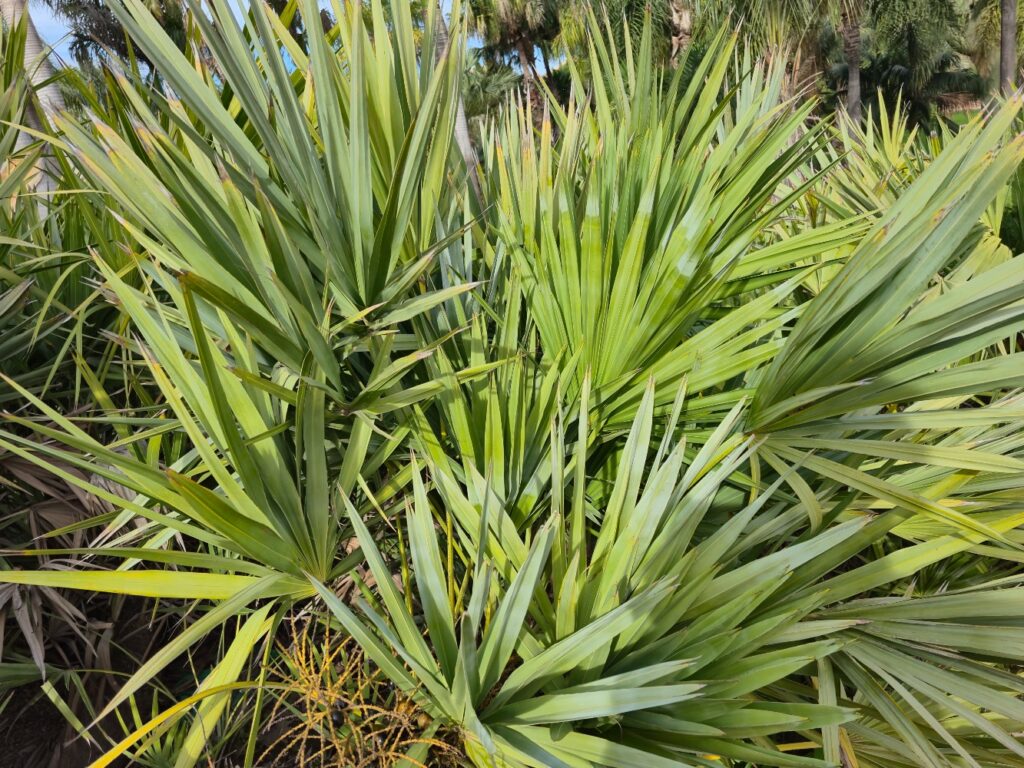 Top 10 best cold hardy palm trees 1 Serenoa repens