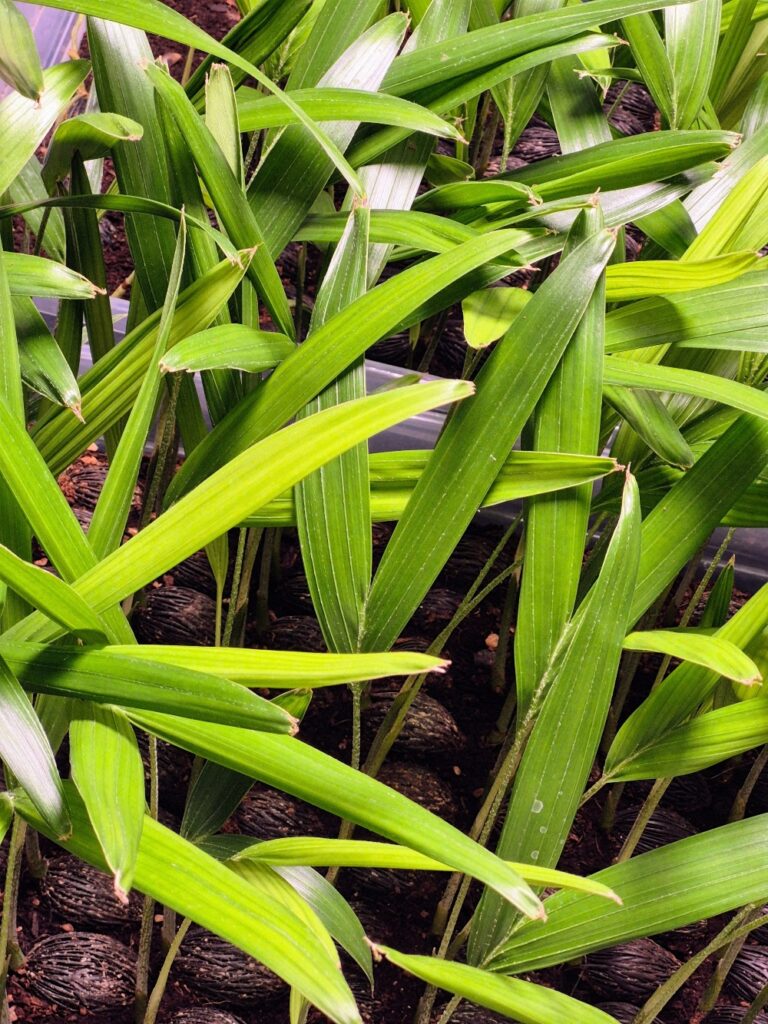 Partner with us 3 foxtail palm