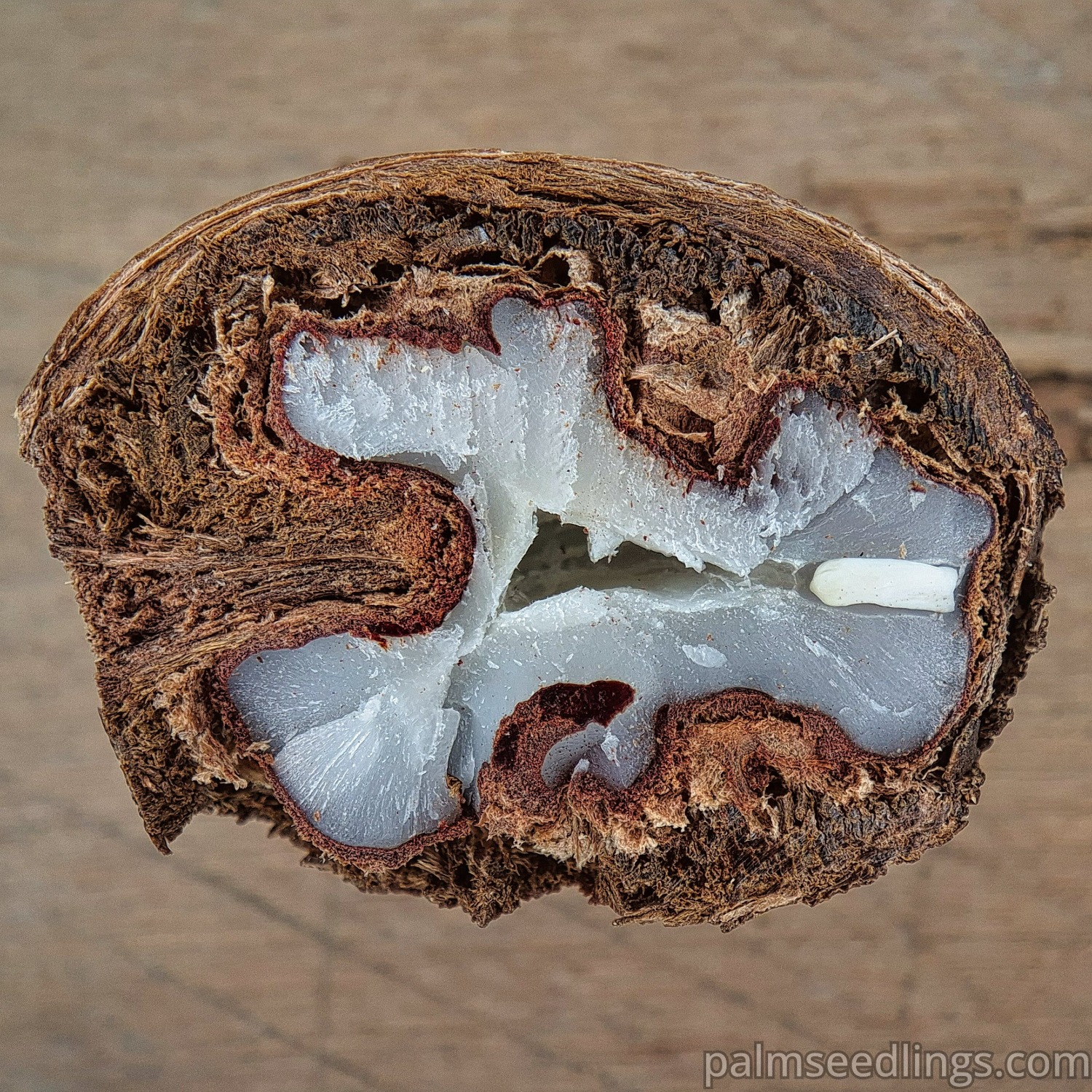 Bismarckia nobilis seeds cross section