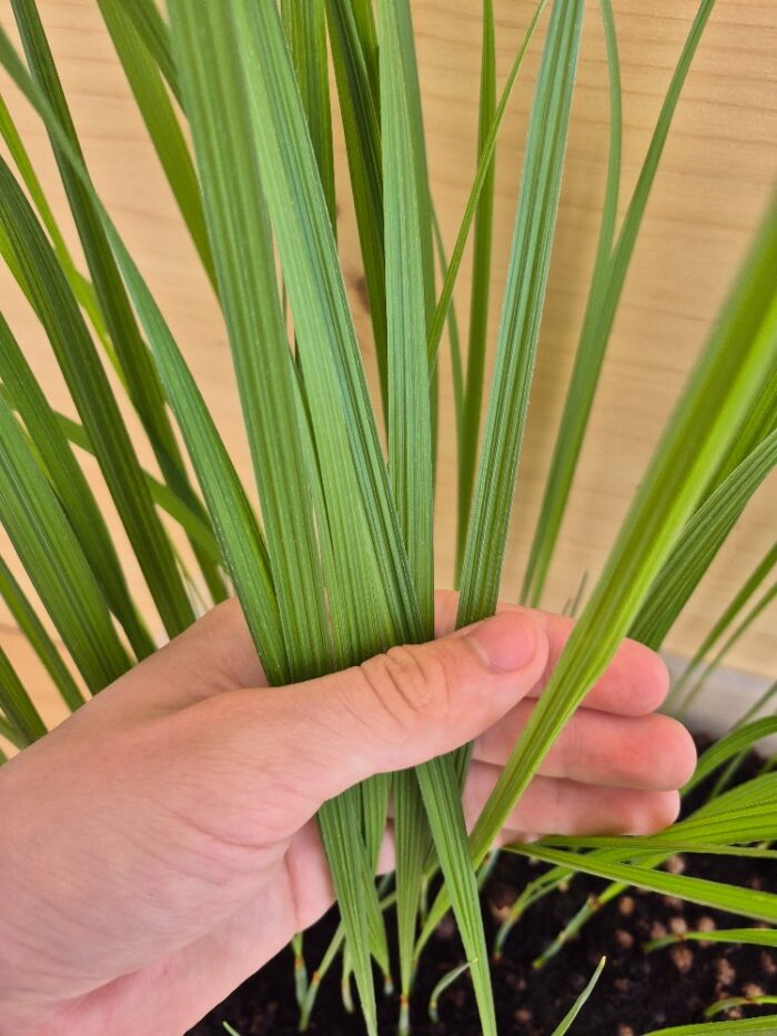 Brahea brandegeei San Jose Hesper Palm Seedings ()