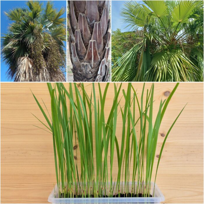 Brahea brandegeei San Jose Hesper Palm Seedings