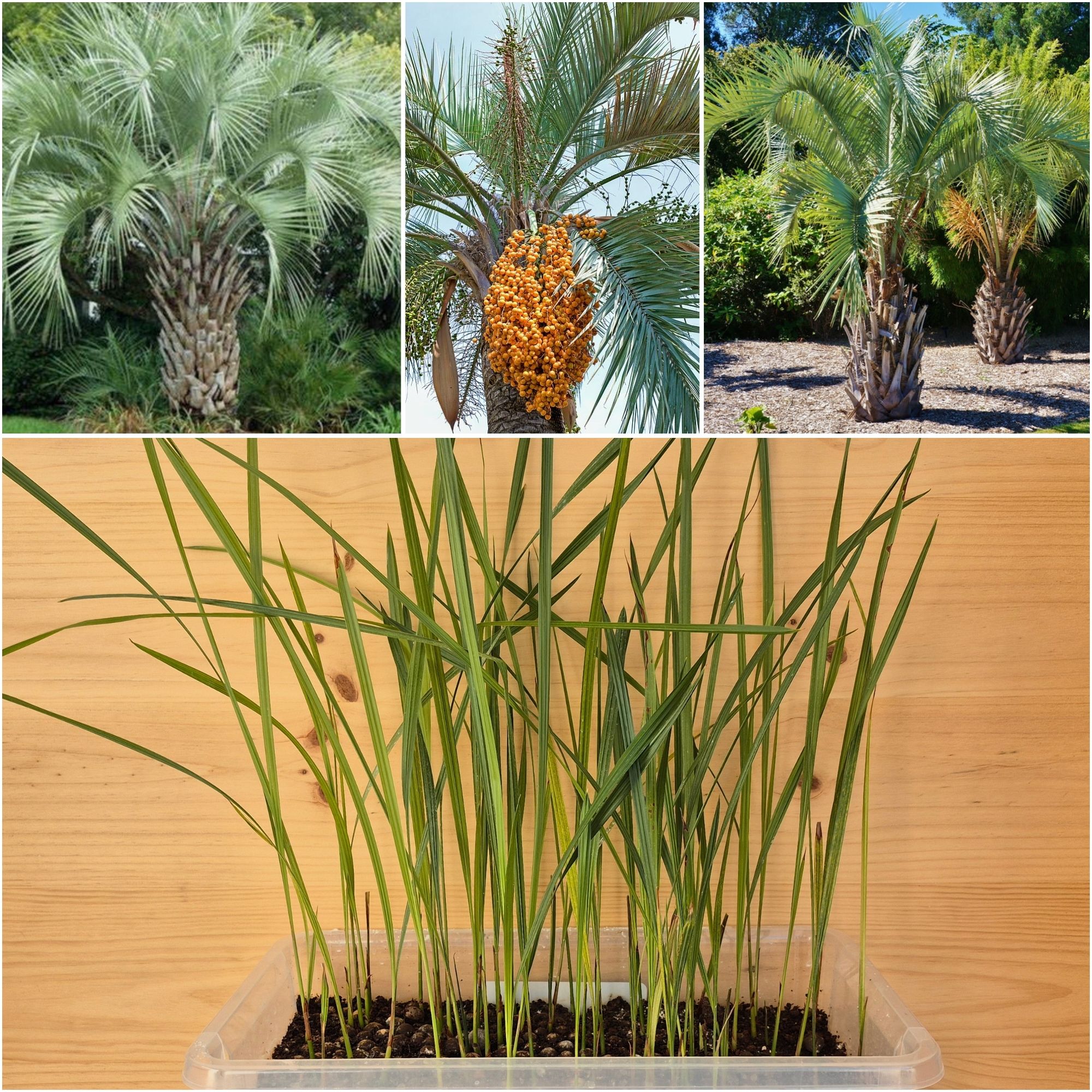 Butia Ordata Seedlings