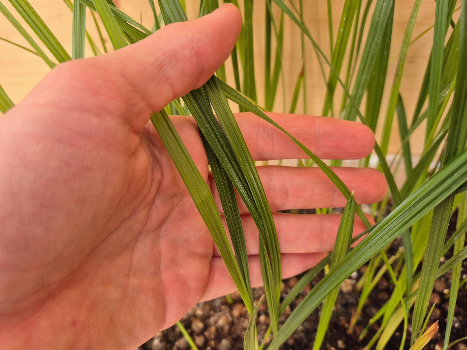 Butia Ordata