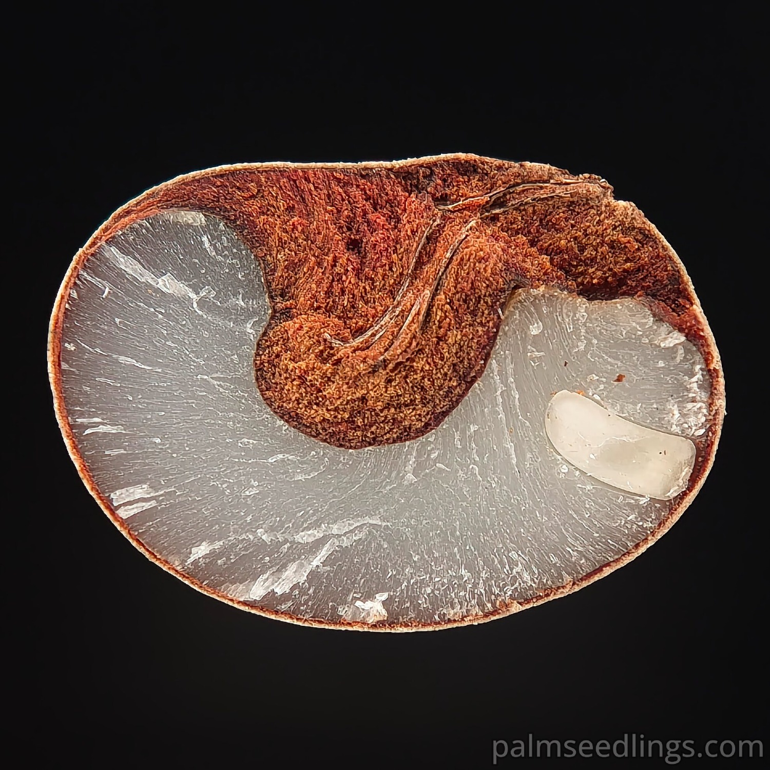 Brahea armata seed cross section