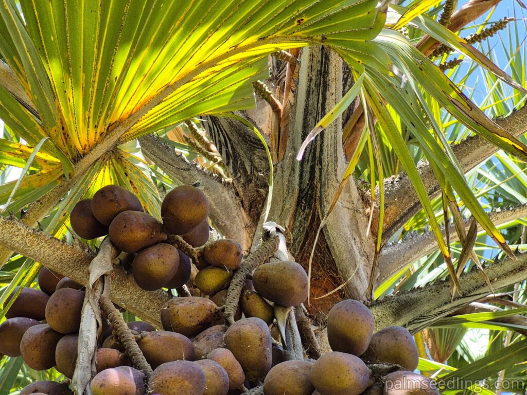 hyphaene coriacea fruits cluster