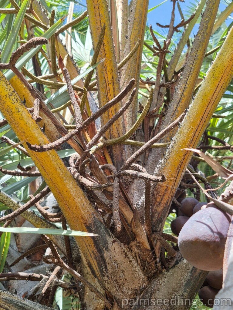 hyphaene coriacea inflorescence