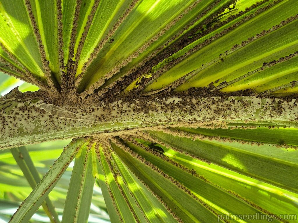 hyphaene coriacea leaf detail