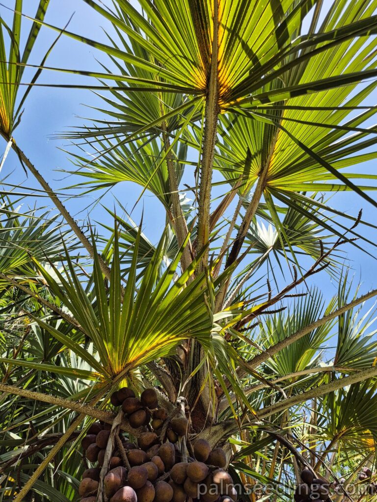 hyphaene coriacea leaves