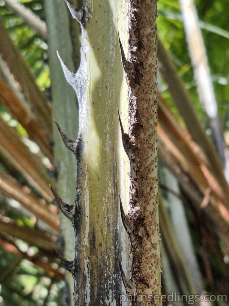 hyphaene coriacea petiole spines