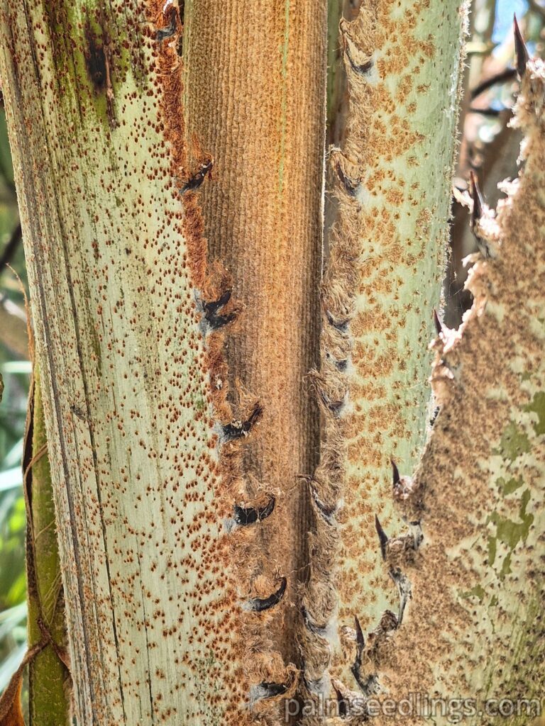 hyphaene coriacea petiole spines spear