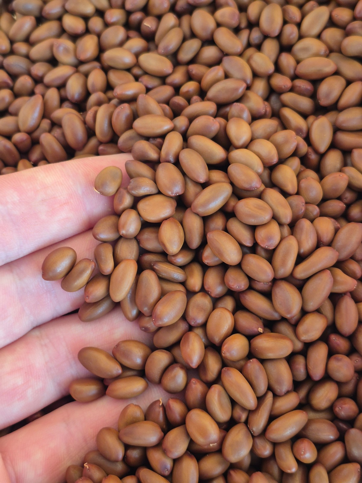 Enterolobium timbouva Pacara Earpod Tree Seeds