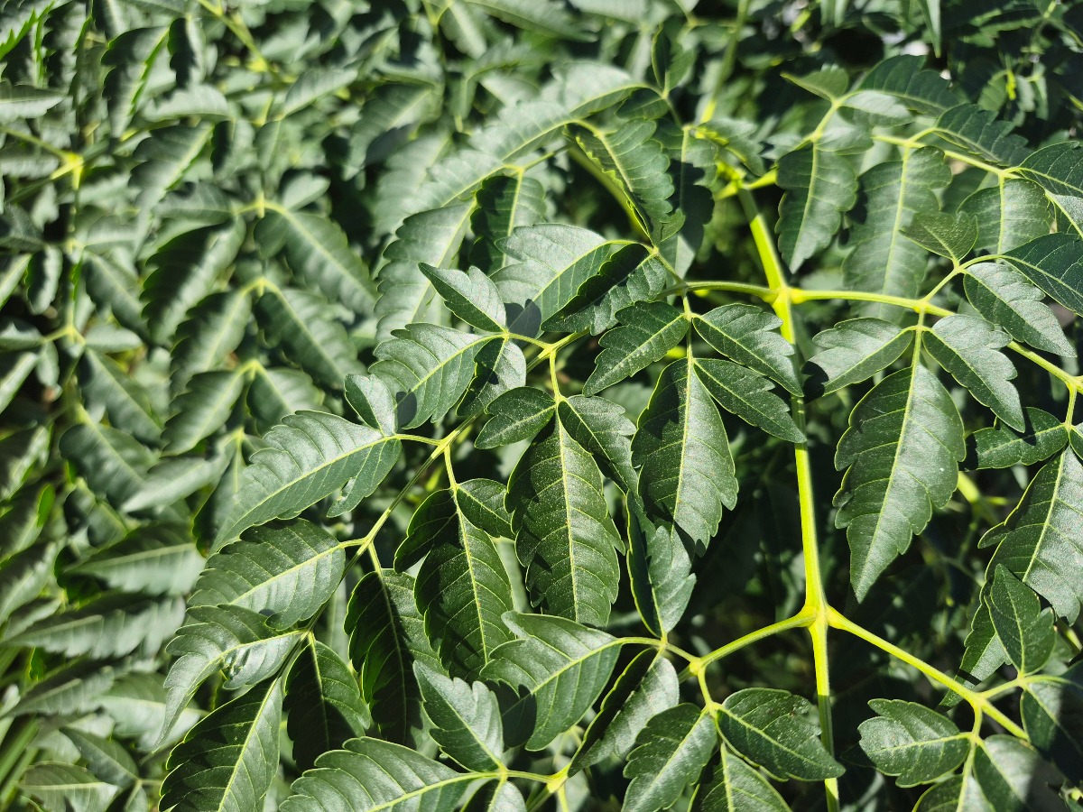 Melia azedarach Chinaberry Tree ()