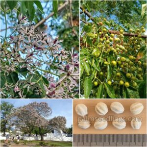 Melia azedarach Chinaberry Tree Seeds