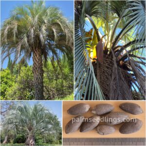 Butia yatay Jelly Palm Seeds