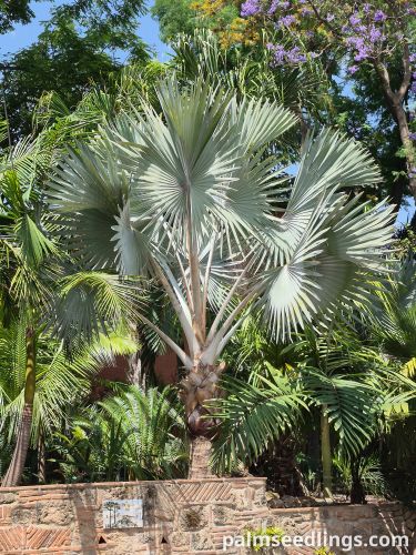 bismarckia nobilis large specimen garden