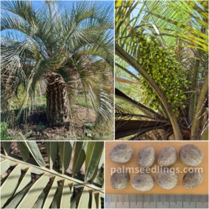 butia odorata jelly palm tree seeds
