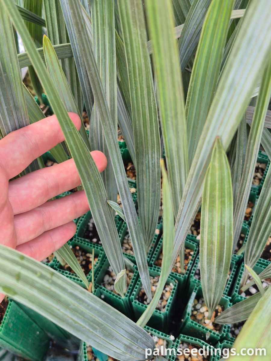 ビスマルキア ノビリスの苗木販売 - PalmSeedlings.com