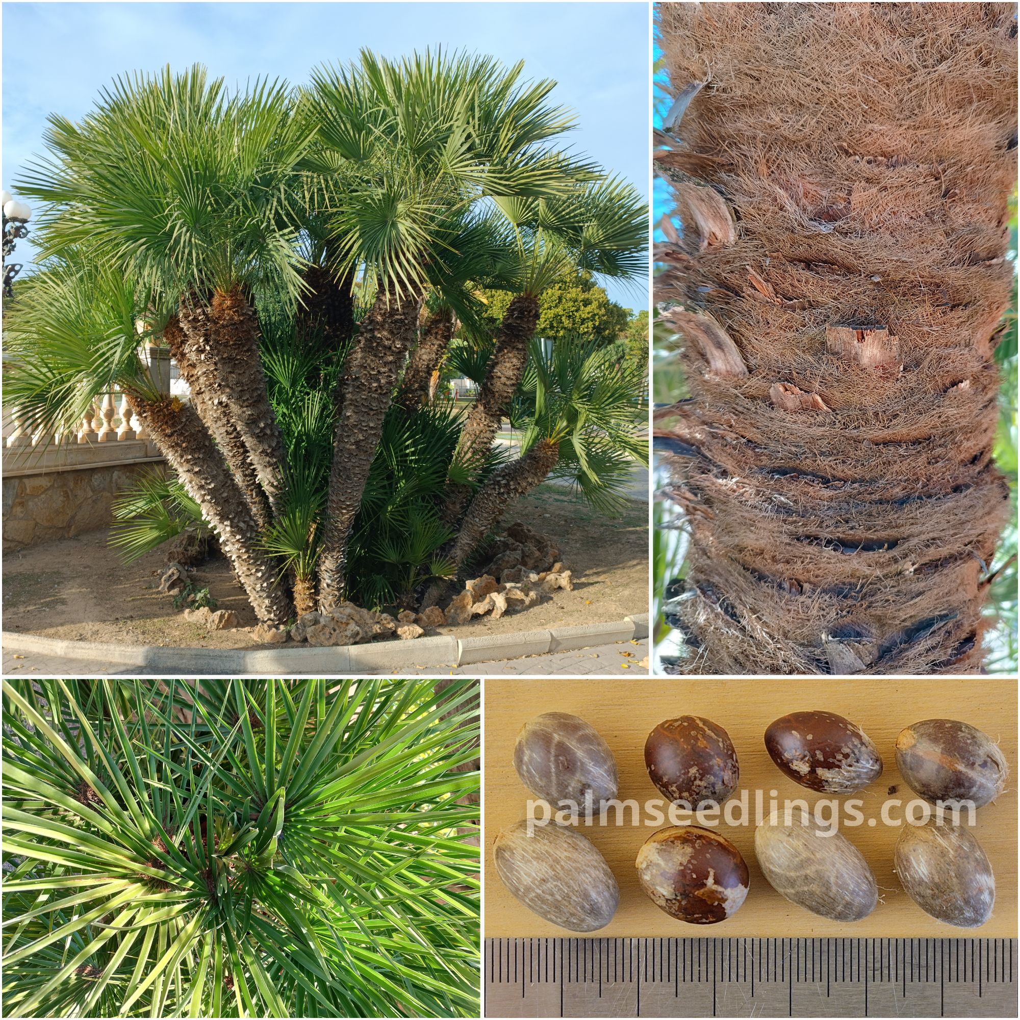 Chamaerops humilis Green European Fan Palm SeedsChamaerops humilis Green European Fan Palm Seeds