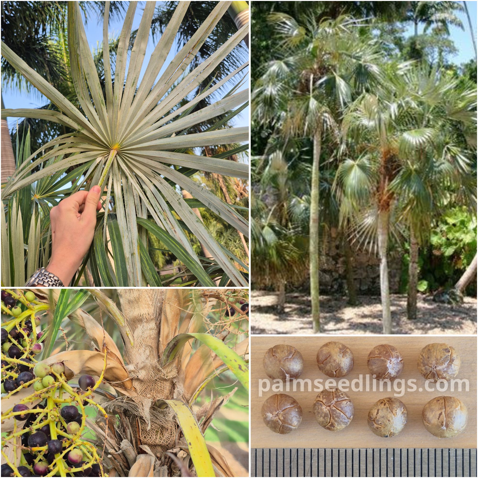 Coccothrinax argentata Silver Thatch Palm Seeds