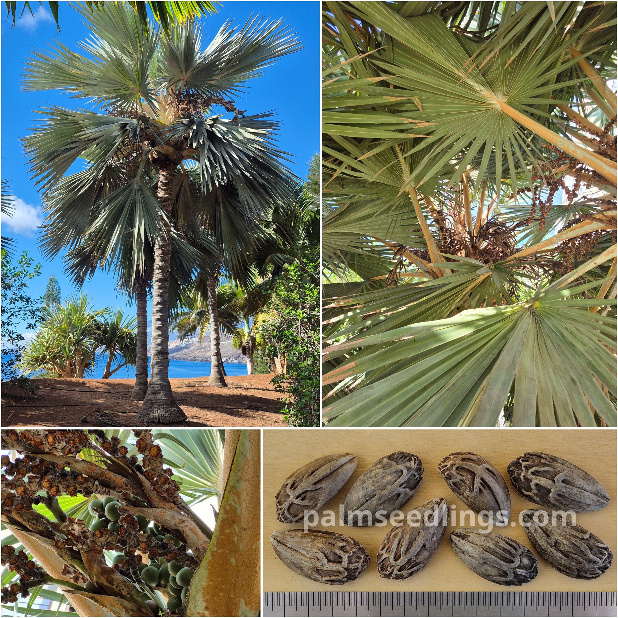 Latania loddigesii Blue Latan Palm Seeds
