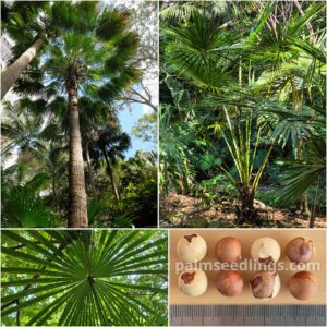 Livistona australis Australian Cabbage Fan Palm Seeds