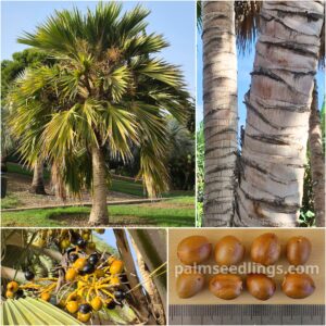 Pritchardia hillebrandii Hawaii Fan Palm Seeds