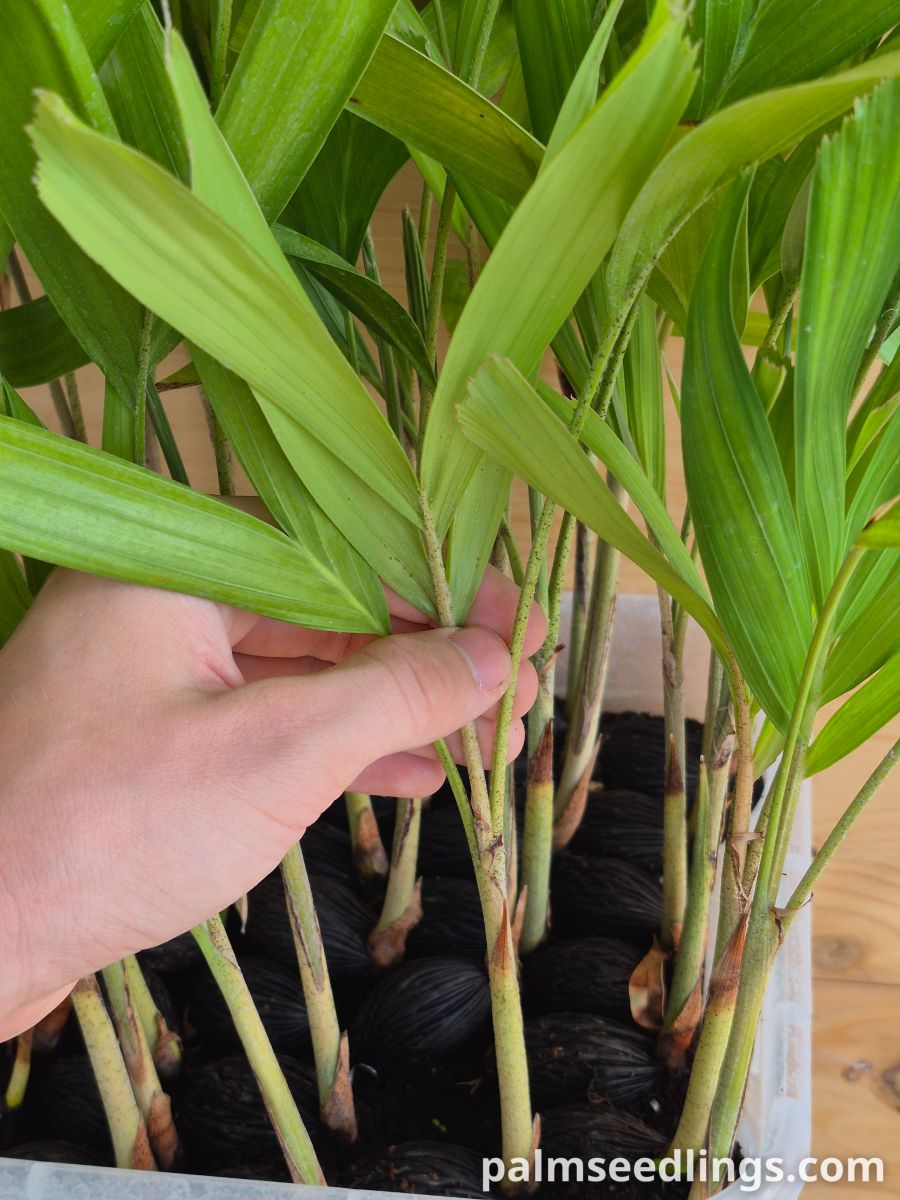 Wodyetia bifurcata Foxtail Palm ()