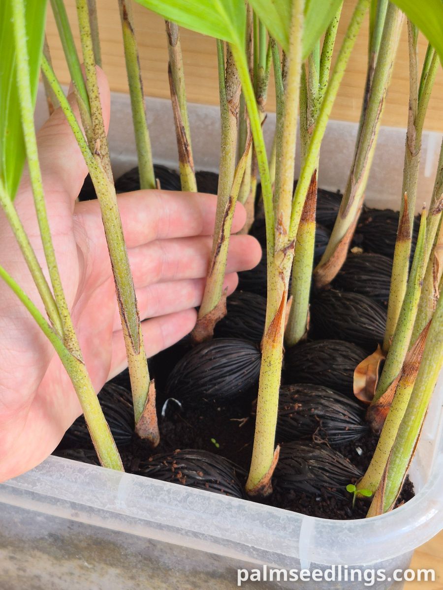Wodyetia bifurcata Foxtail Palm ()