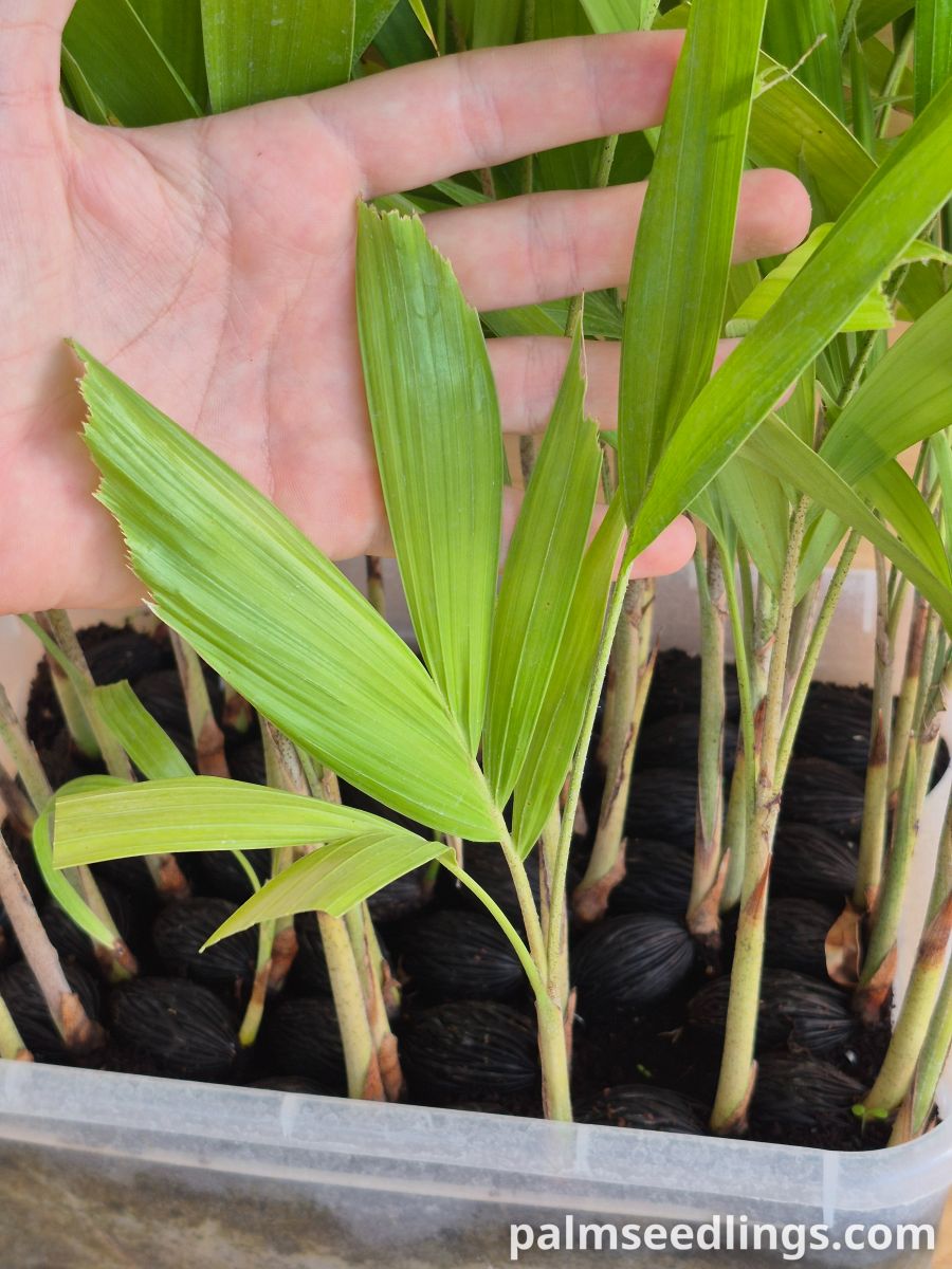 Wodyetia bifurcata Foxtail Palm tree