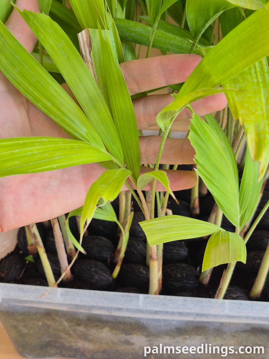 Wodyetia bifurcata Foxtail Palm