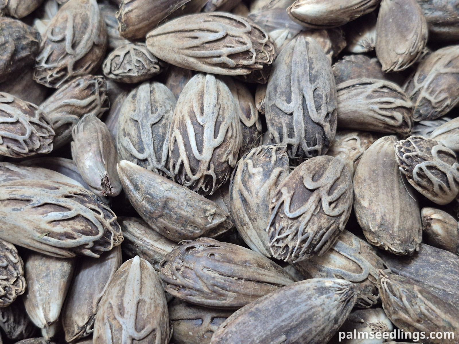blue latan palm seeds