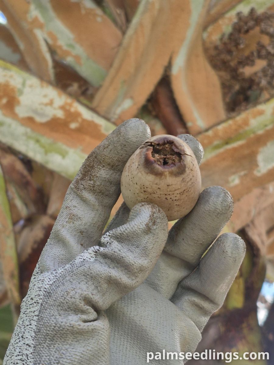 latania loddigesii fruit