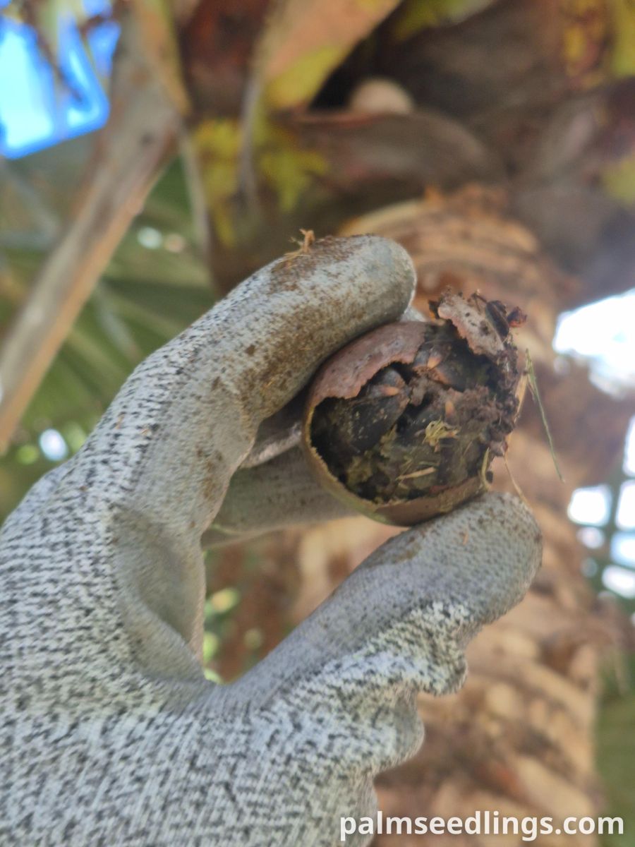 latania loddigesii mature fruit
