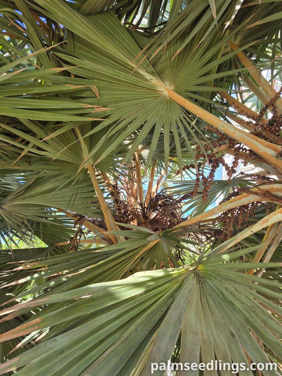 latania loddigesii palms