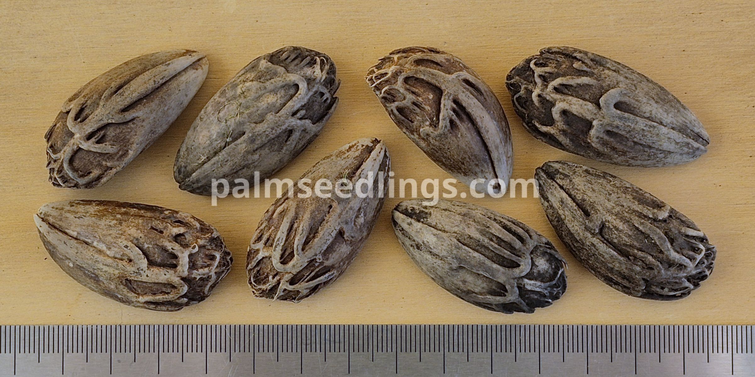 latania loddigesii seeds size