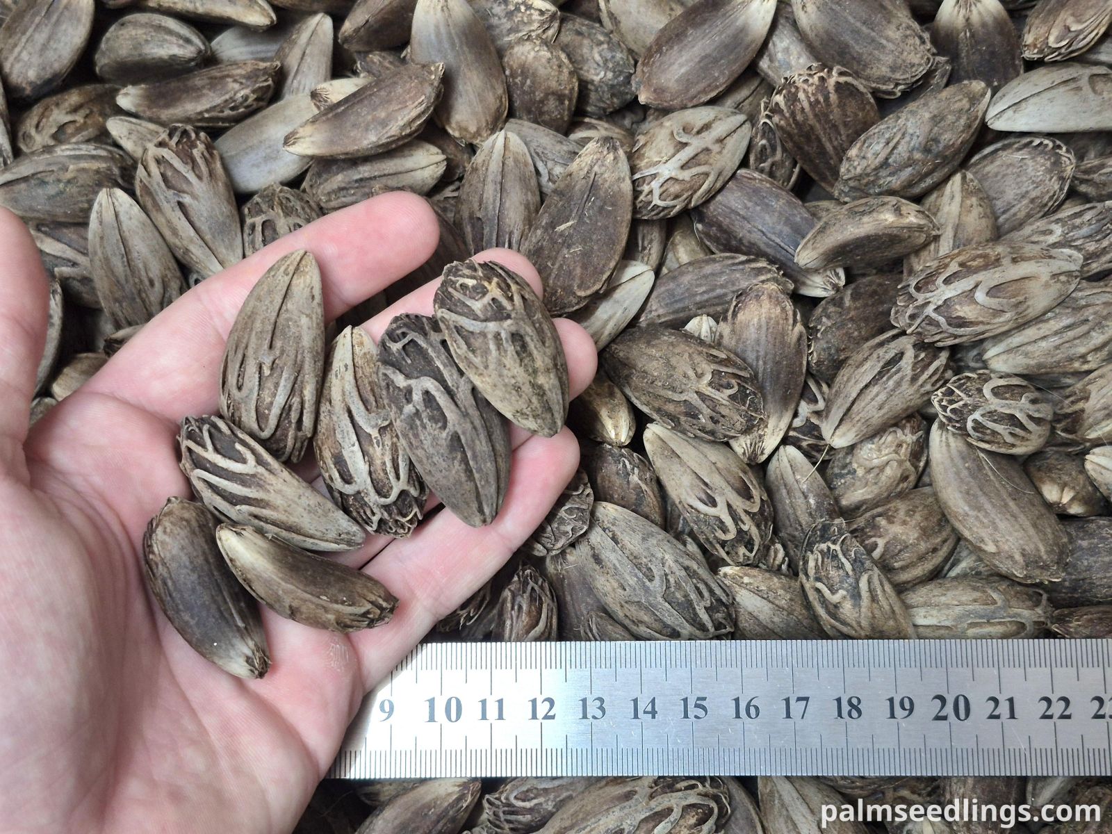 latania loddigesii seeds