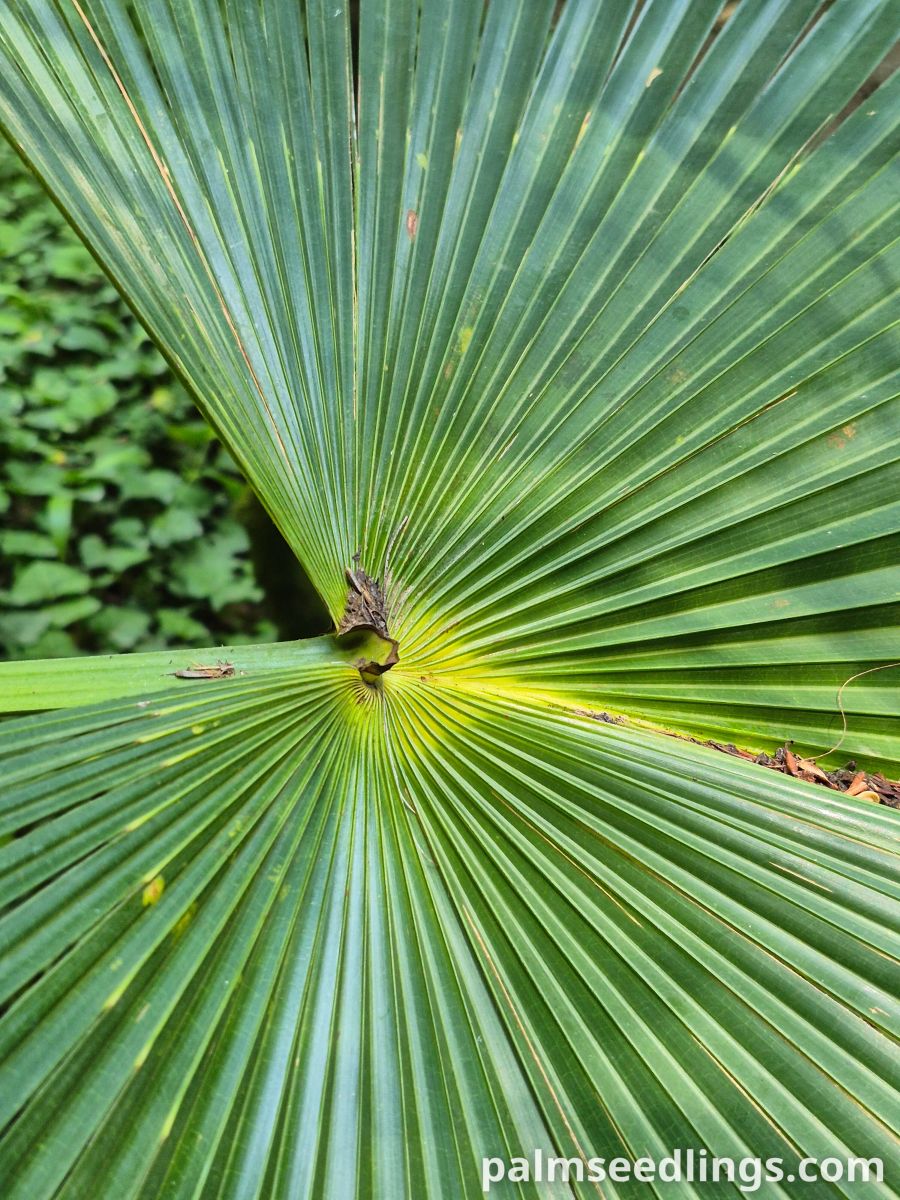 livistona australis leaf