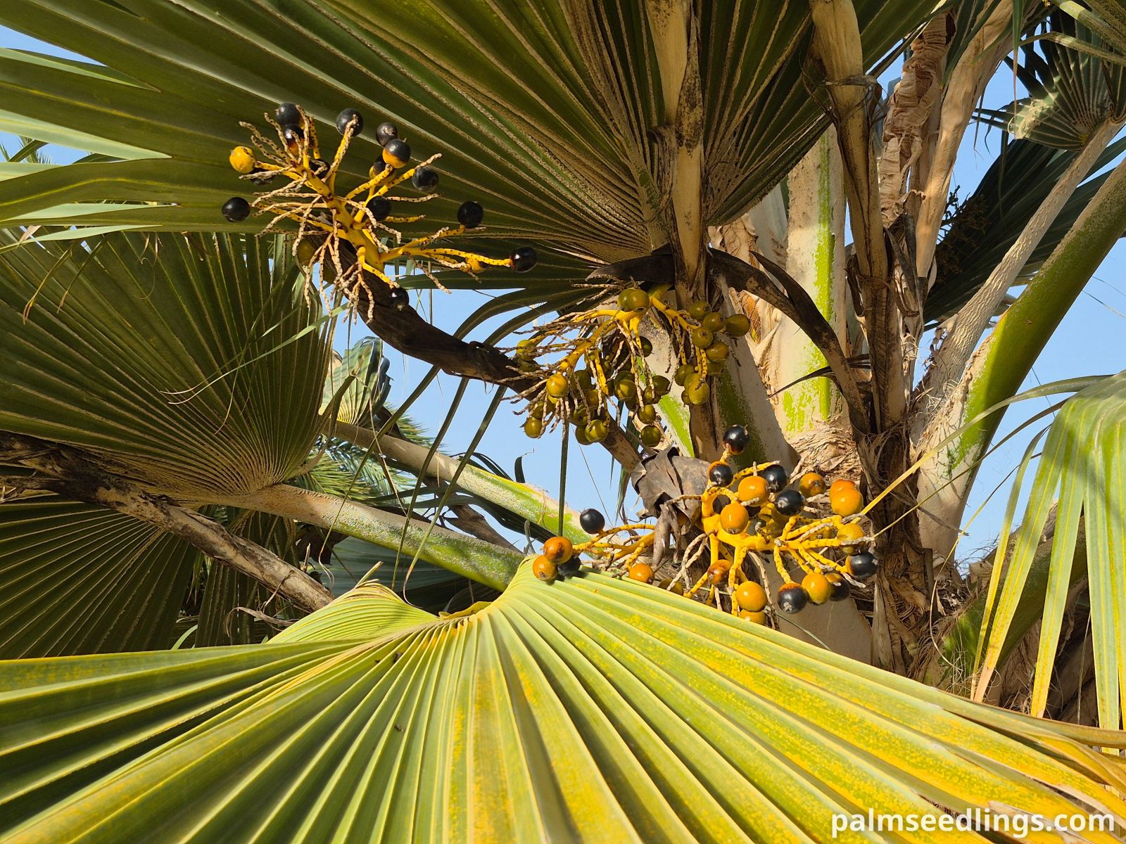 pritchardia hillebrandii fruits on palm