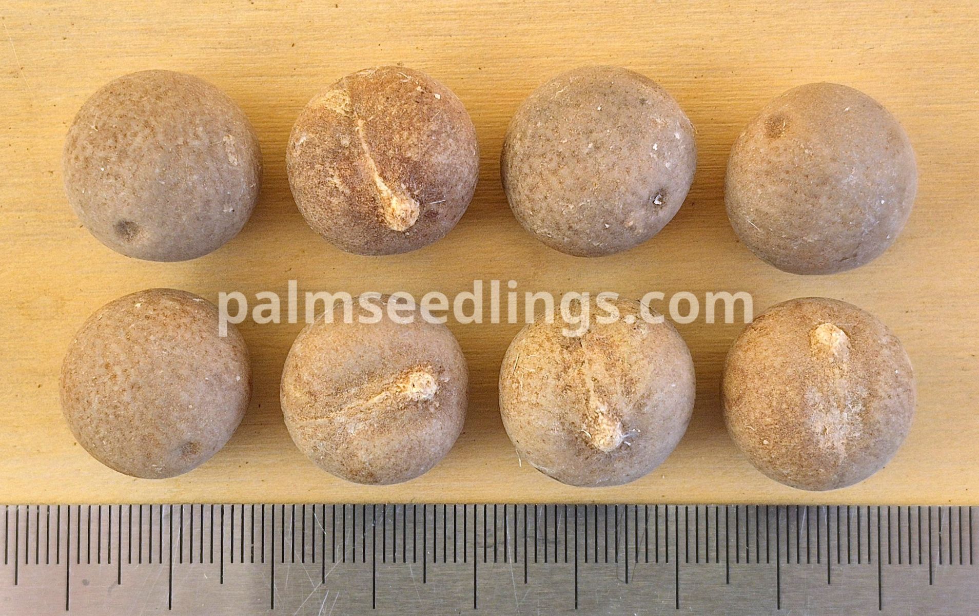Brahea edulis Guadalupe Palm Seeds