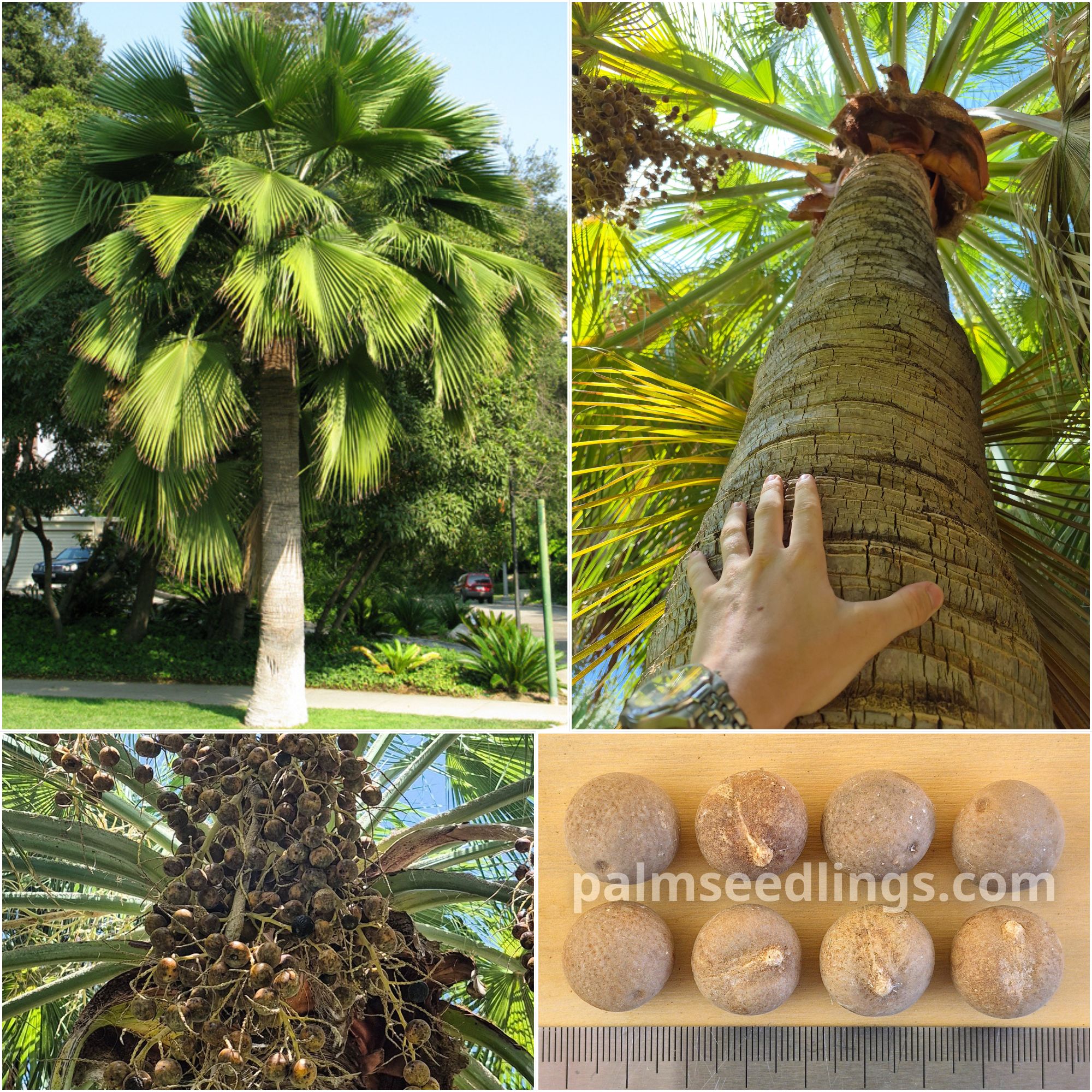 Brahea edulis Guadalupe Palm Seeds